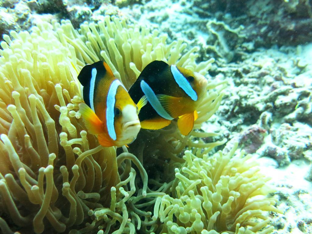 Puri Batu Inn Pemuteran  Bagian luar foto